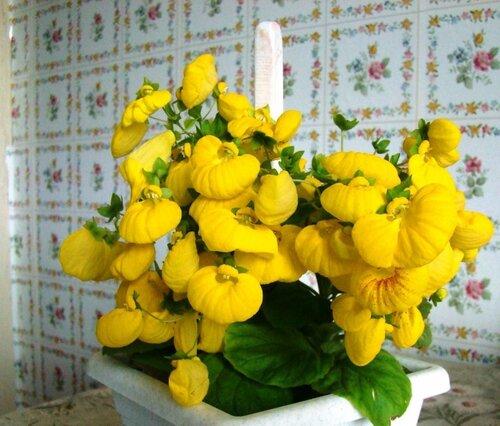 Цветок кальцеолярия: уход в домашних условиях и в открытом грунте, 93 фото, отзывы