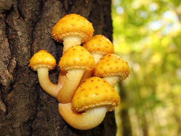 Королевские грибы или золотые хлопья