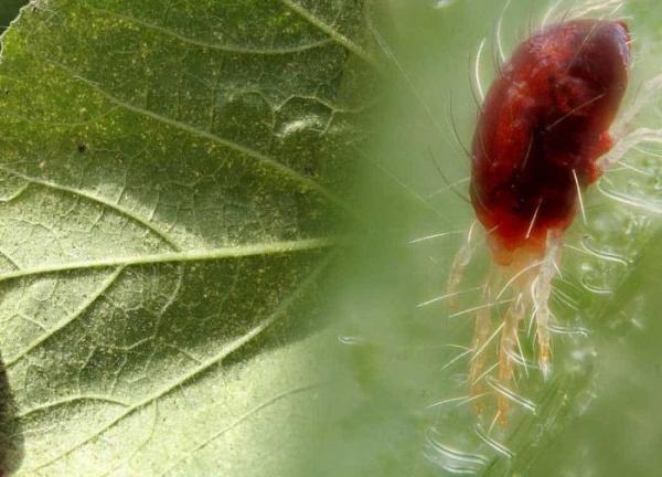 Огурцы не растут в теплице: 5 причин и 10 методов борьбы