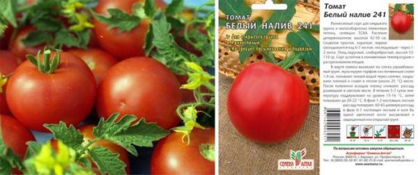 Фузариоз томатов: описание, причины, симптомы, меры борьбы