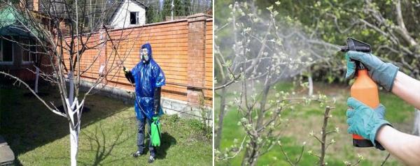 Обработка яблонь весной от болезней и вредителей