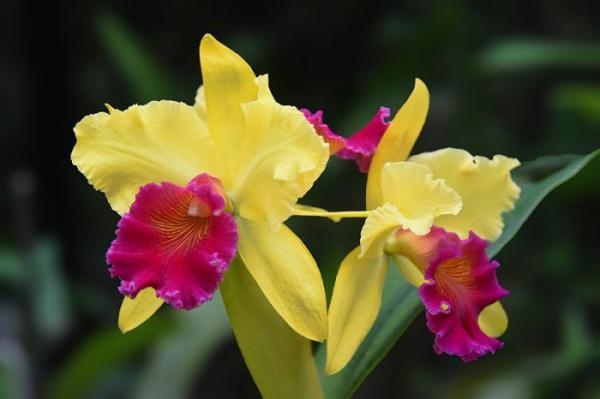 Орхидея Каттлея: описание, виды, уход
