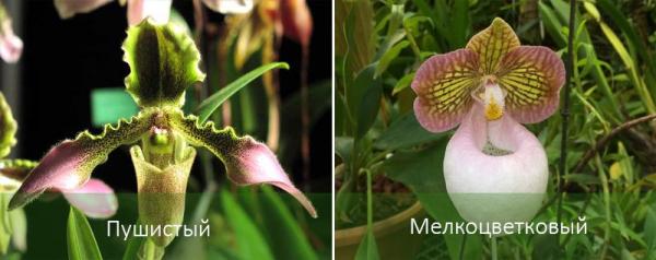 Орхидея венерина башмачок или пафиопедилум: описание, уход