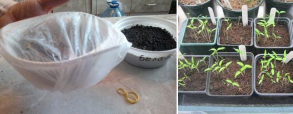 выращивание азарины плетистой из семян в домашних условиях пошагово + 11 сортов с фото и отзывами