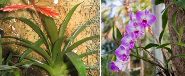 Эпифиты: какие они, уход + 7 лучших растений для дома