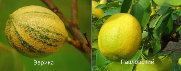 Комнатный лимон: посадка и уход