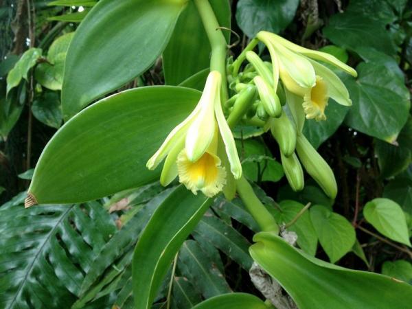 Ванильная орхидея: описание, все об уходе