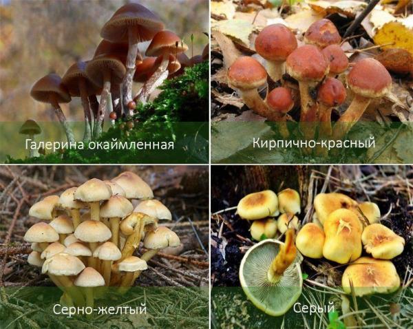 Что такое ложные грибы и чем они отличаются от съедобных