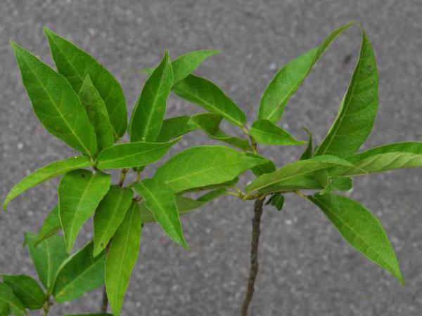 Почему опадают листья у фикуса: 20 причин и методы борьбы