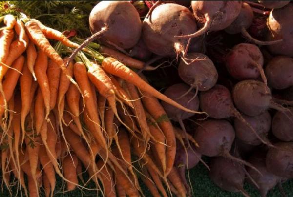 Как хранить морковь и свеклу зимой?