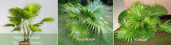 Экзотическая пальма Ливистон: описание, виды, уход