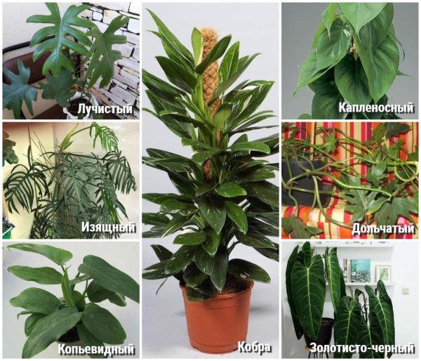 20 ароидных комнатных растений с фото, названиями, сортами