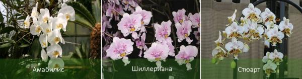 Как вырастить здоровую орхидею фаленопсис: советы по уходу