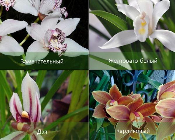 Орхидея цимбидиум: описание, виды, уход