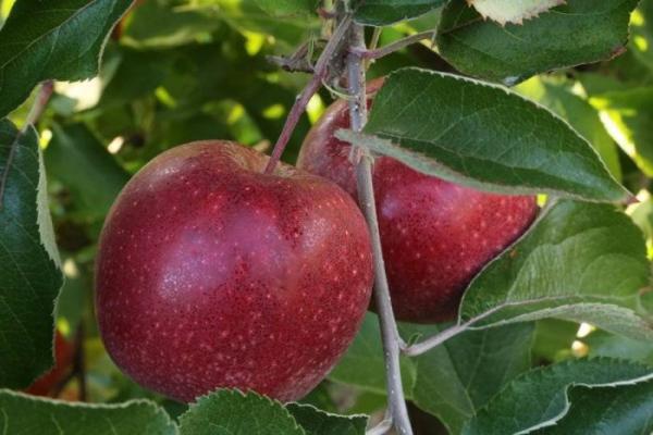 Посадка яблони осенью: правила и пошаговая инструкция