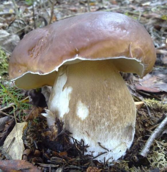 Как заморозить белые грибы на зиму в морозилке: 6 вариантов с указанием, сколько варить, советами и рецептами