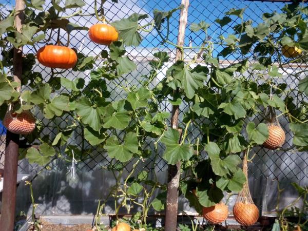 Как сажать семена тыквы в открытый грунт + 24 сорта по регионам