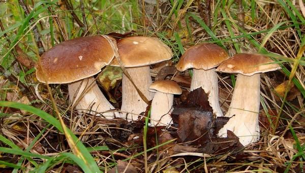 Белый гриб: 18 видов + 2 несъедобных близнеца, описание, 97 фото, где и когда растут, приготовление