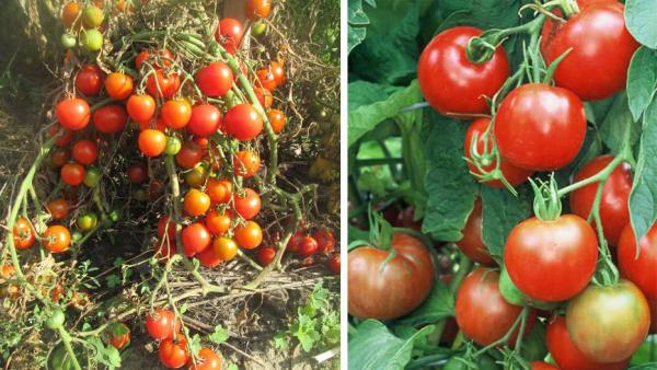 Урожайные сорта томатов для теплиц и открытого грунта