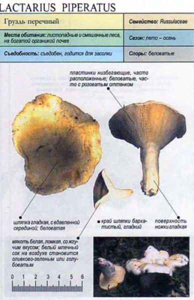 4 ложных гриба и как их отличить + грибы, похожие на грибы, фото и описание