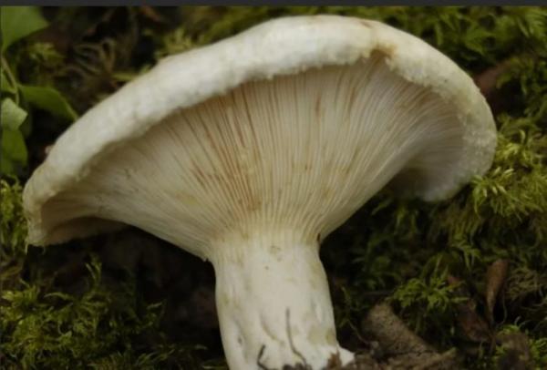 Белый мухомор: описание, фото, отличия от гриба скрипки, загрузка и др