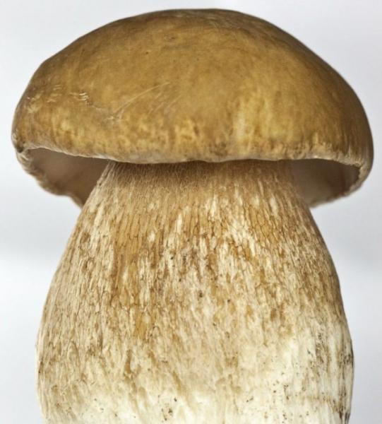 Отличия подберезовика от белого гриба: одно и то же или нет, в чем разница + 23 вида с фото