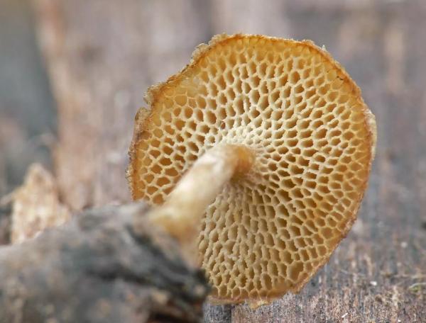 Как собирать грибы зимой, где найти и как вырастить дома