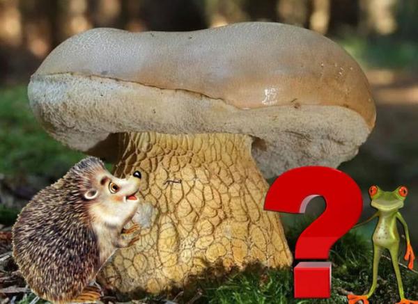Ложный белый гриб (желчный, горчичный): 20+ фото и описание, похожие сорта, как отличить от настоящего