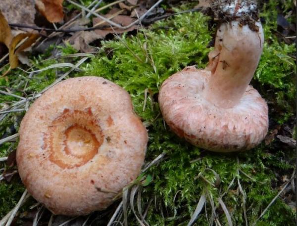 Свиные грибы: 38 фото, описание, где и когда растут, польза и вред, калорийность, симптомы отравления