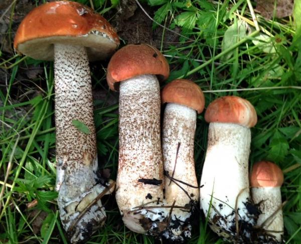 Белые грибы синеют на срезе: 11 видов и как понять, что съедобно, а что нет
