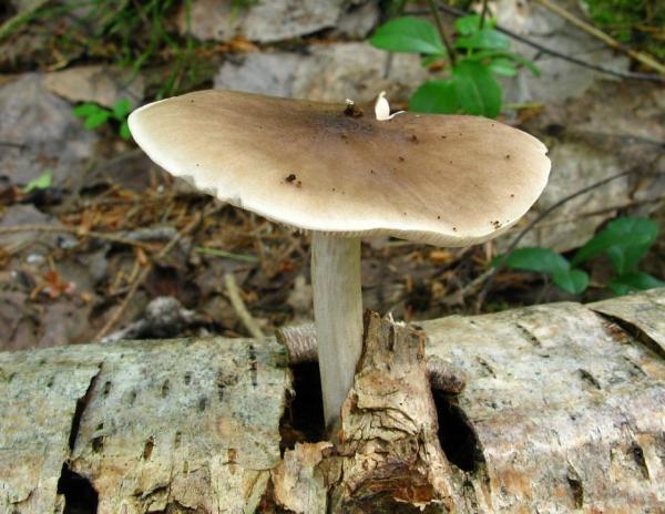 Как выглядит и где растет белый плетёный гриб, съедобный или нет, польза и вред, фото