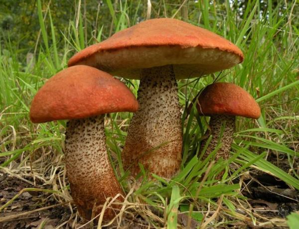 Подосиновики: 55 фото грибов, описание, съедобные или нет, где растут, когда, польза и вред
