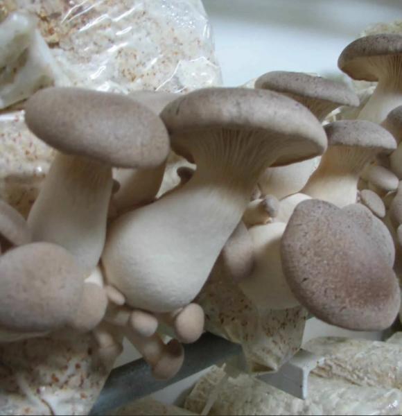 Вешенка степная: описание, 20+ фото, с каким грибом можно спутать, где и когда растет, рецепты