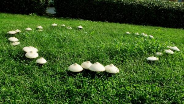Как эффективно избавиться от грибка на газоне: 6 способов, 3 лекарства и советы