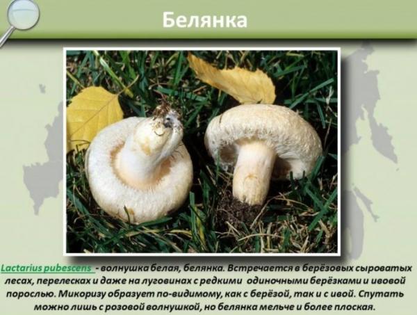 Сухой мухомор: 30+ фото, отзывы, описание, где и когда растет, похожие грибы, рецепты