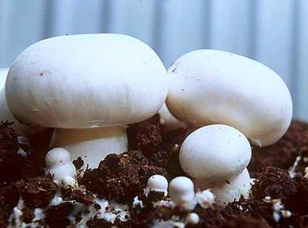 Полная инструкция по выращиванию шампиньонов в теплице: вид, грибница, посев, сбор урожая + бизнес план
