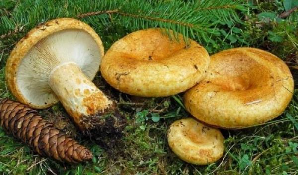 Желтый гриб: 20+ фото гриба, описание, когда и где собирать, польза и вред, рецепты