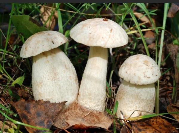 Подберезовики белые: фото и описание гриба альбиноса, где и когда собирать, рецепты, отзывы