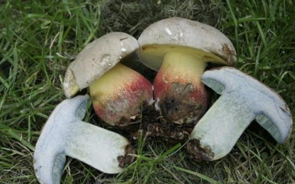 Ложный белый гриб (желчный, горчичный): 20+ фото и описание, похожие сорта, как отличить от настоящего