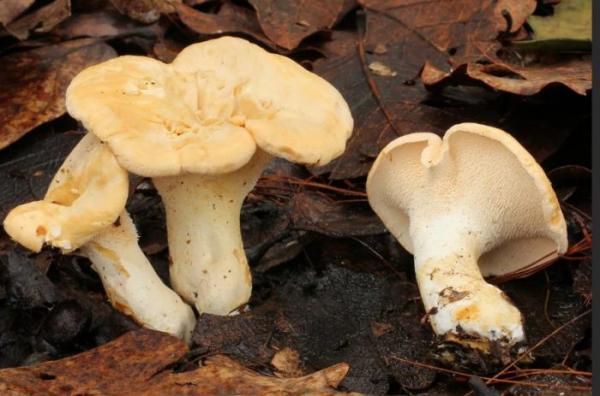 Можно ли есть сырые лисички: польза и вред грибов, сколько можно есть, для разных целей