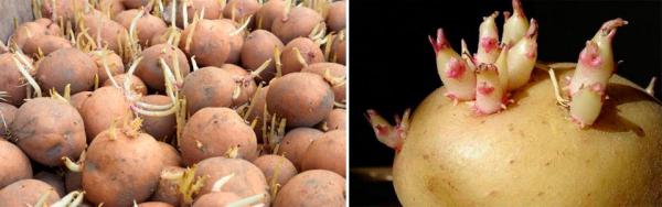 Как сажать картошку: выбор, сроки, 10 способов