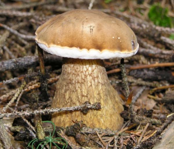 Белый гриб: 18 видов + 2 несъедобных близнеца, описание, 97 фото, где и когда растут, приготовление