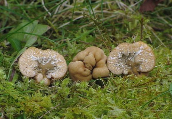 Где растут трюфели в России, регионы, таблицы с описанием грибов