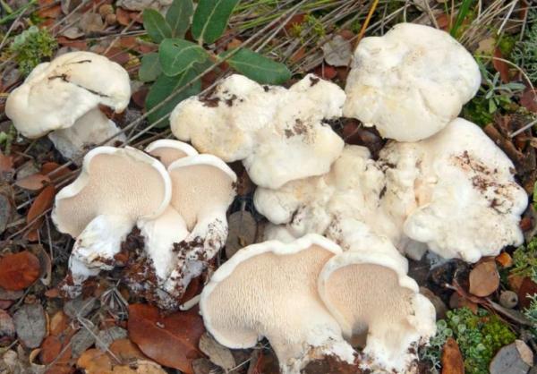 Еж гриб: описание, 130+ фото, 16 съедобных и несъедобных видов, где и когда растет