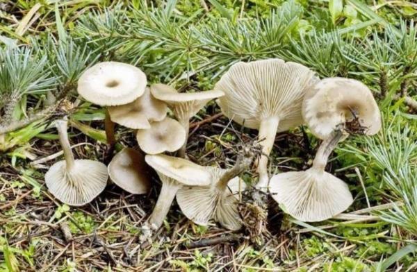 Говорящие грибы: 6 видов с описанием в таблицах + 91 фото, когда и как собирать