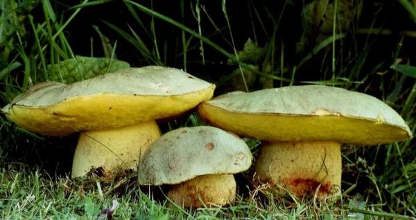 Полубелый гриб (подберезовик): 14 фото, описание, съедобные, рецепты, применение