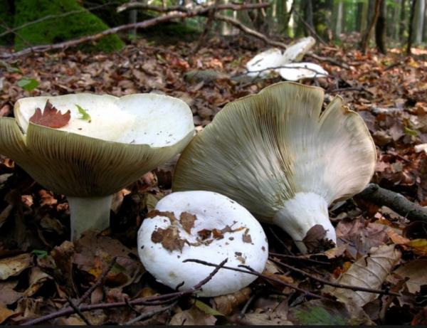 Подосиновик (топольный) гриб: описание, 60+ фото, съедобен ли он, 10 похожих грибов