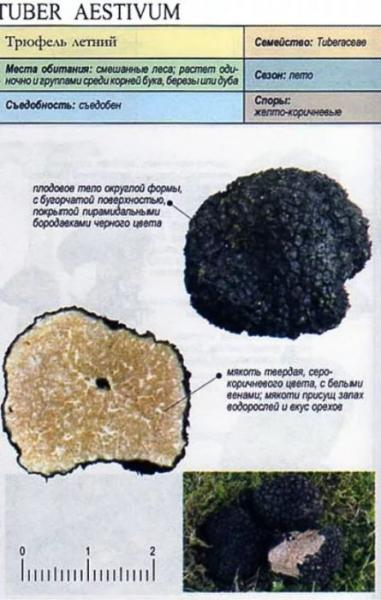 Гриб черный трюфель: 48 фото, 8 видов, описание в таблицах, где растет и сколько стоит в России
