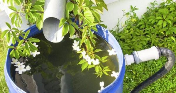 Как поливать тыкву в открытом грунте и в теплице: периодичность, правила, способы в таблице