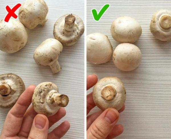 Можно ли есть грибы, которые при хранении покрылись белым пушком